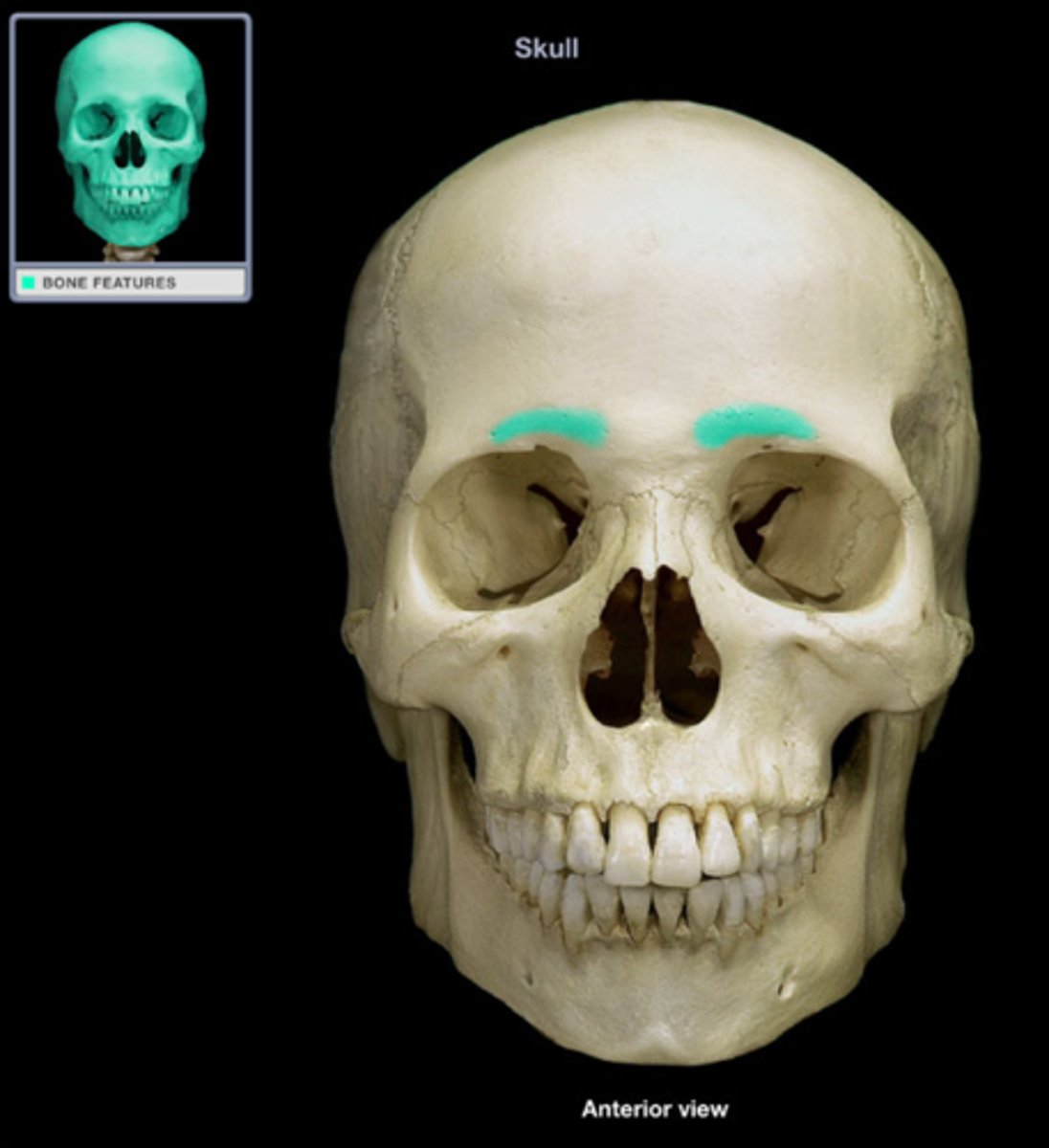 knowt flashcard image