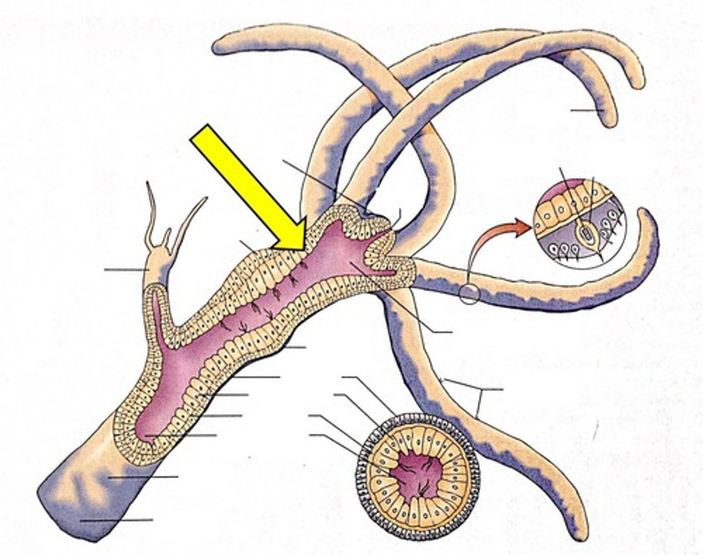 <p>inner layer (from endoderm) that lines the digestive cavity</p>