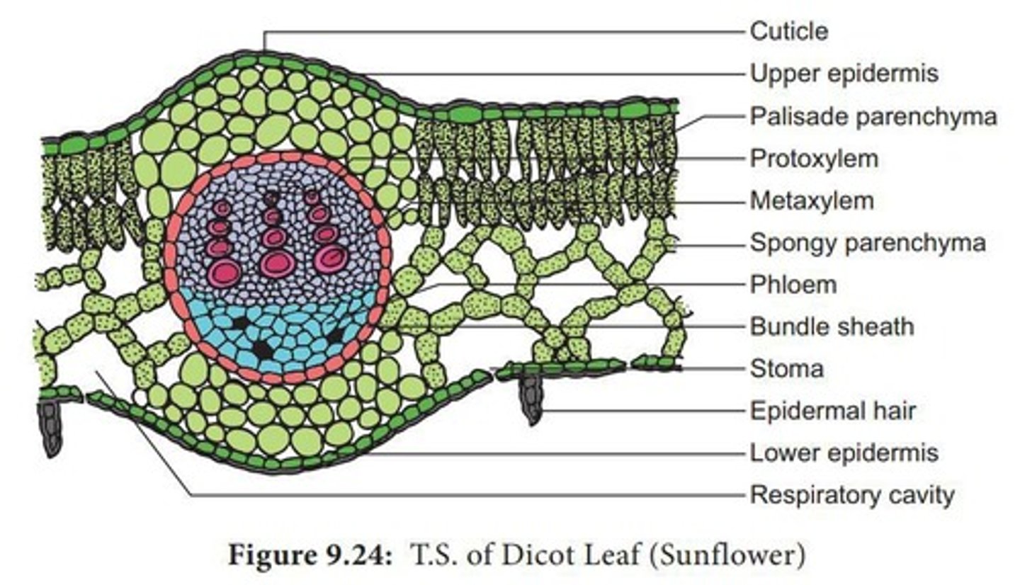 <p>Layer of mesophyll composed of long, cylindrical, compactly-arranged cells with numerous chloroplasts, primarily for light absorption and food manufacture.</p>