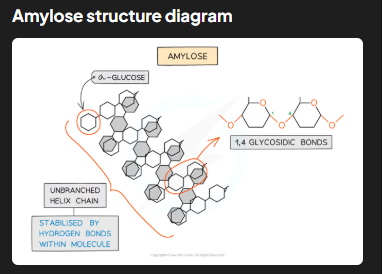 <p>Amylose makes up 10-30% of starch. It is an unbranched, helix-shaped polymer of α-glucose linked by 1,4 glycosidic bonds. The helical structure makes amylose compact and resistant to digestion, enabling efficient energy storage in plants</p>