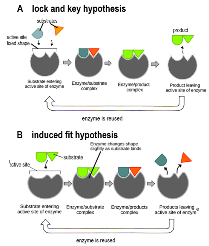 <p>The active site of an enzyme is like a lock that only a complementary substrate molecule can fit into, like a key. </p>