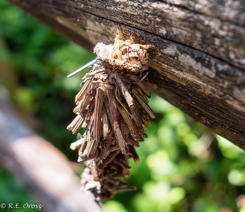 <p>Bagworm</p>