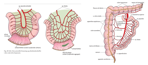 *Arterier*
 A. mesenterica sup.:
¤ Afgiver 8-10 stk. af hhv aa. jejunales + aa. ileales.
¤ Deler sig gaffelformet og danner talrige bueformede anastomoser, arkader
¤ Arkaderne går fra 1 række i jejenum til 4-5 rækker i ileum
¤ Jo længere man kommer fra jejenum mod ileum des tættere kommer arkaderne på
tarmvæggen.
¤ Arkader mindsker risiko for iskæmi ved tarmens peristaltik.

*Vener*
Opstår fra talrige vv. jejunales et ileales, som danner arkader -> tømmes i v. mesenterica sup -> tømmes i v. portae

*Lymfe*
Danner i slimhinden de centrale villusrum - danner net i:
 • Dybe lag af slimhinden
 • Tela submucosa
 • Tunica muscularis
 • Subserosa

-> løber over i mesenteriet - ofte tydelige efter måltid grundet chylomicroner (fedt)
-> passerer lnn. mesenterici -> drænes til truncus intestinalis

*Nerver*
N. vagus (parasympaticus) og plexus mesentericus superior (sympaticus) -
Smertetråde ved distension
