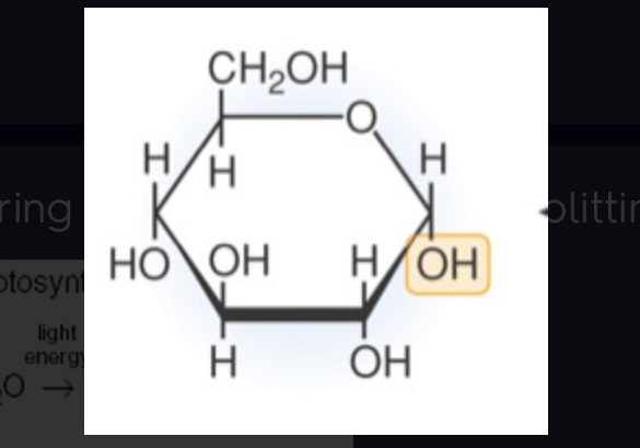 <p>Product of photosynthesis (6 turns of Calvin Cycle makes one of these)</p>