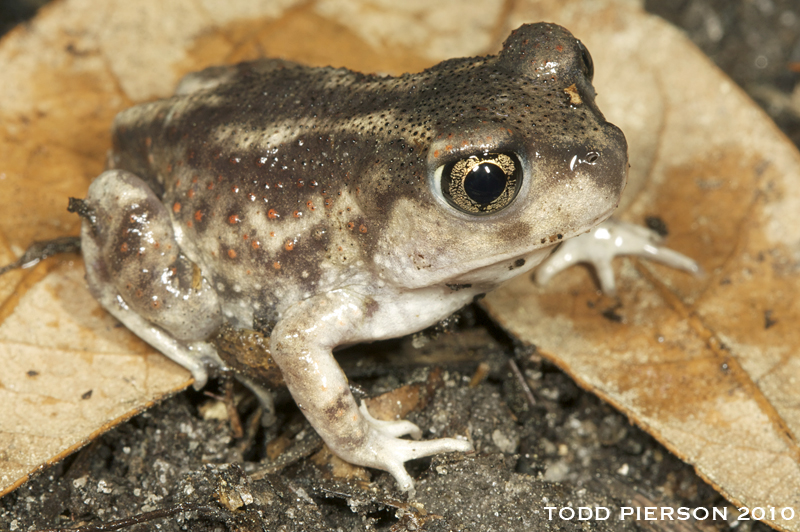 <p>Eastern spadefoot toad</p>