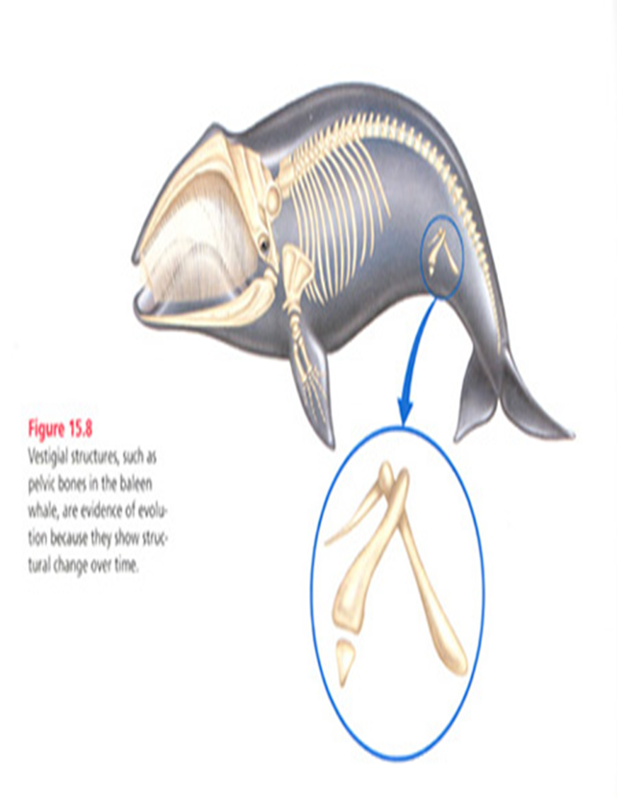 <p>organs with little or no function (ex. appendix, tailbone, tonsils / whales dont not use pelvic bones (ancestors once used these organs)</p>