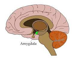 <ul><li><p>processes emotion especially fear and aggression</p></li><li><p>triggers flight or fight in response to danger</p></li><li><p>helps read other people’s emotions</p></li><li><p>helps store memories from emotional situations</p></li></ul>