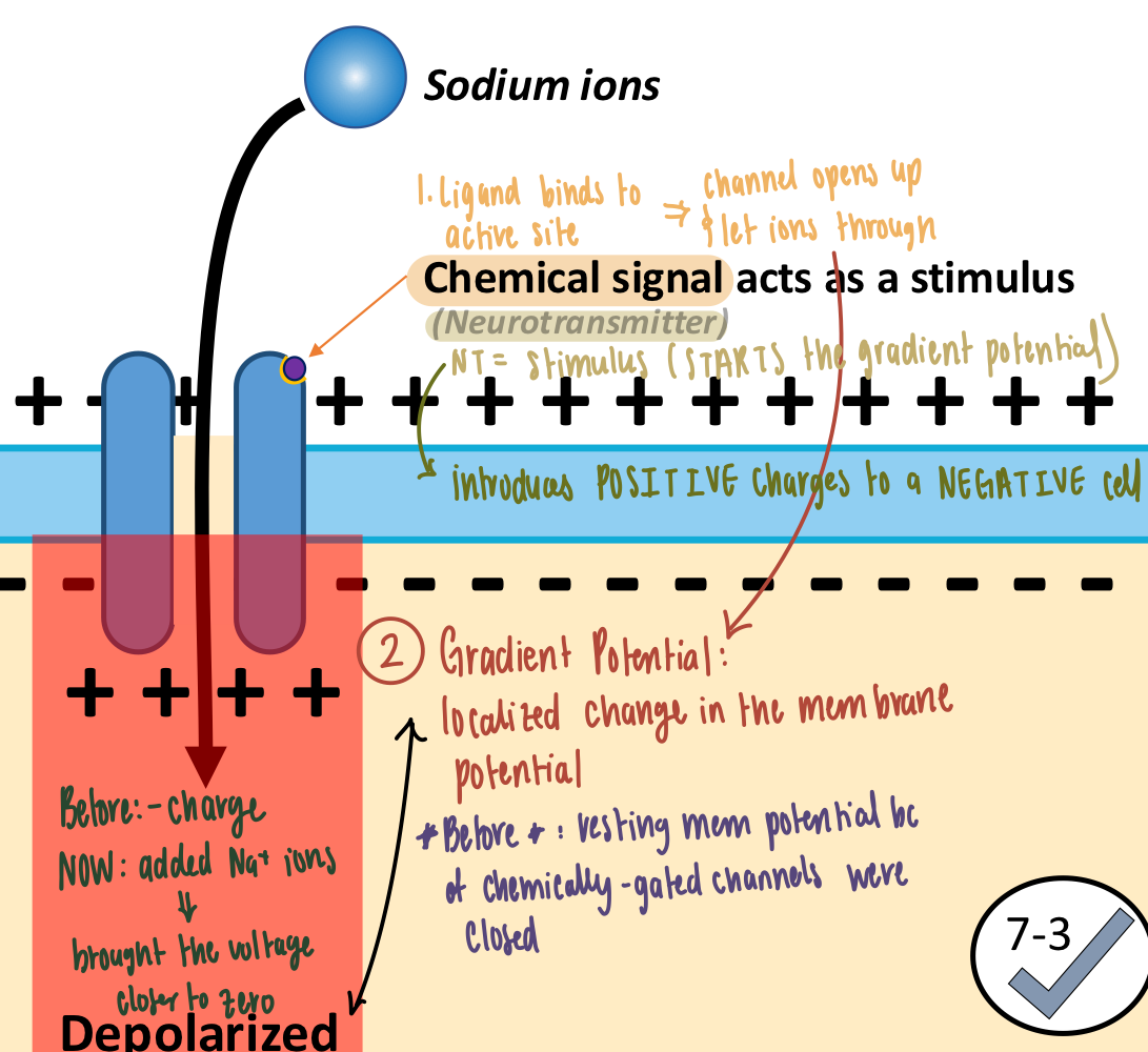 <p>Neurotransmitters (chemical signals)</p>