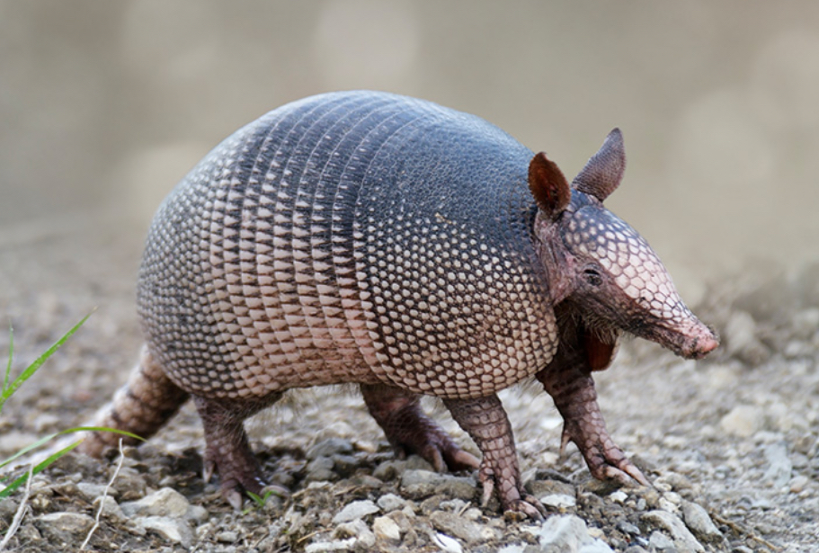 <p>Armadillo</p>