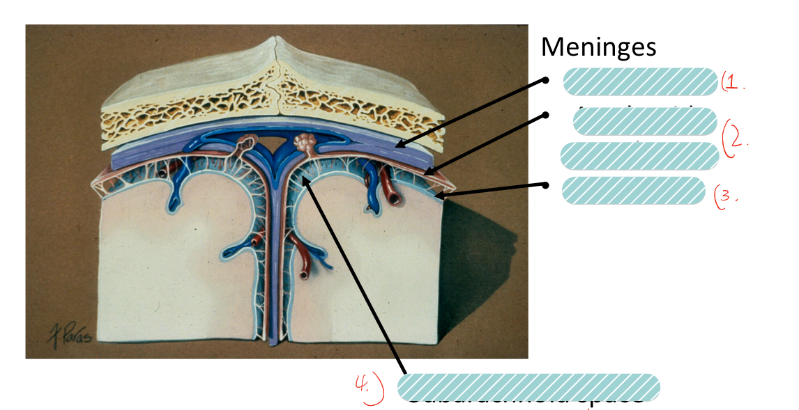 <p>label the meninges</p>