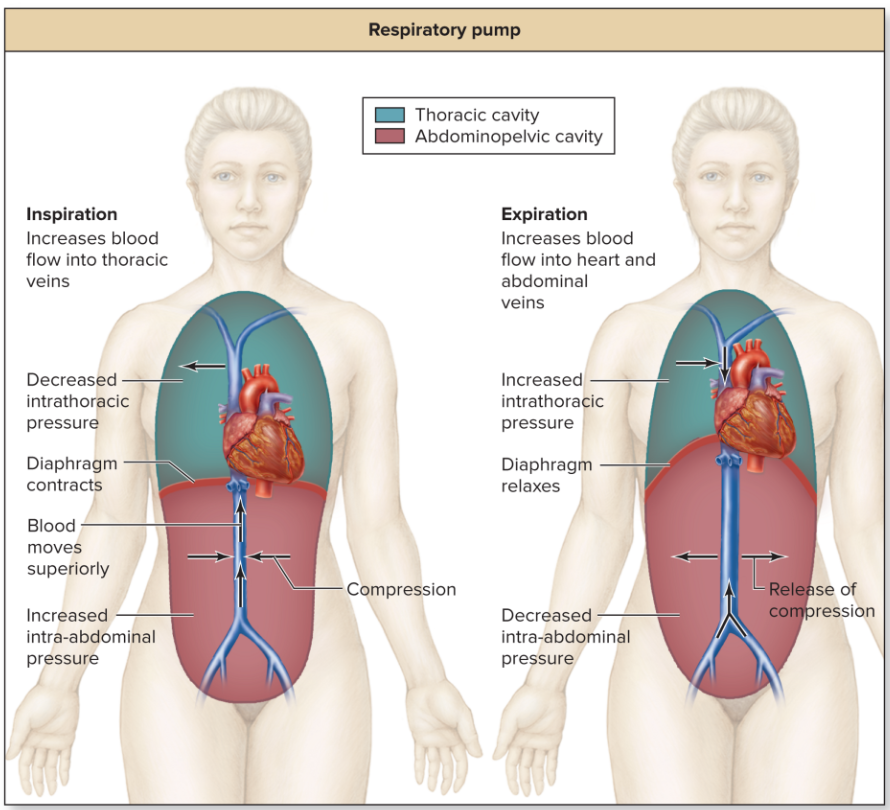 <p>How does the Respiratory pump work?</p>