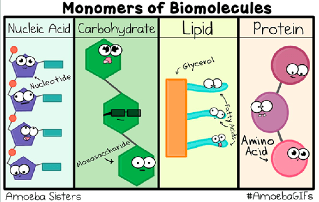 <p>Nucleic Acid, Carbohydrate, Lipid, &amp; Protein</p>