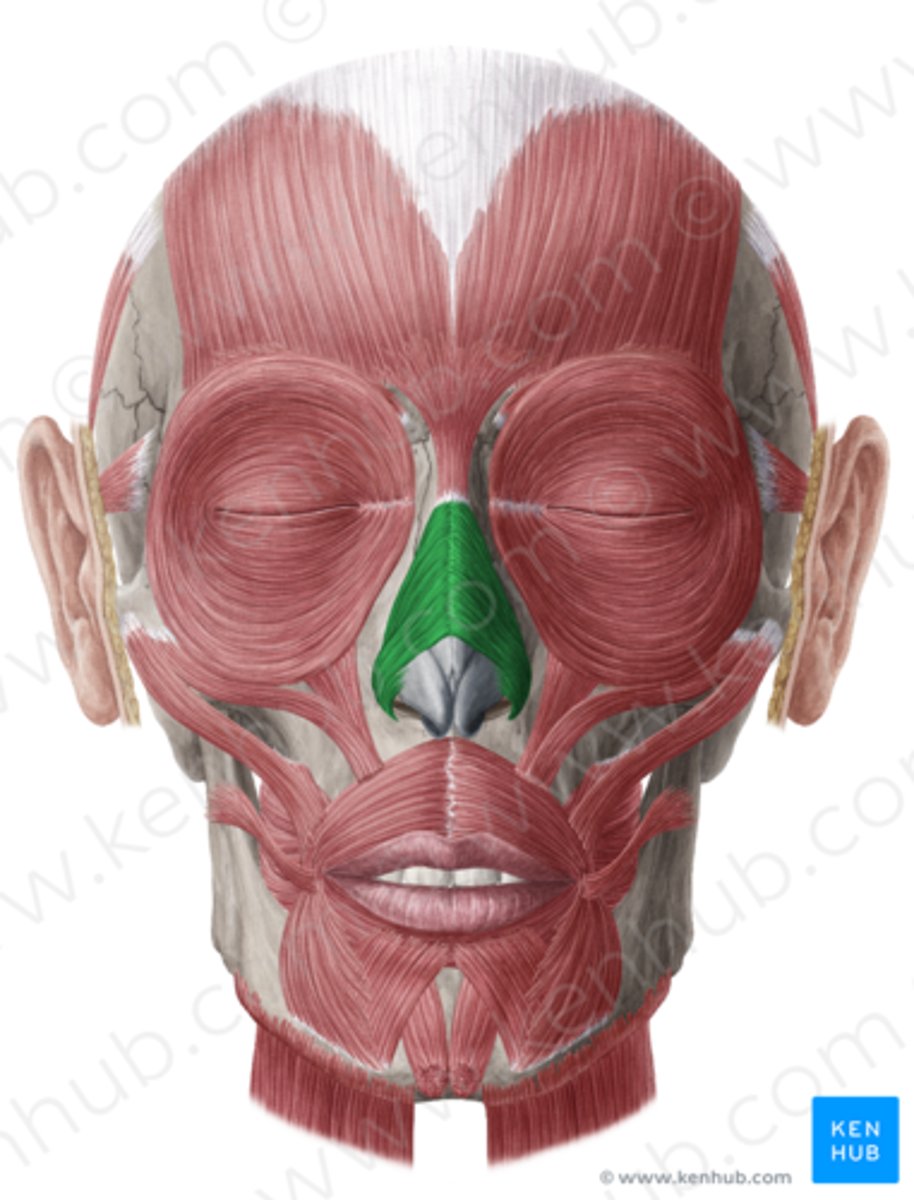 <p>Funktion: komprimerar eller vidgar näsborrarna.</p>