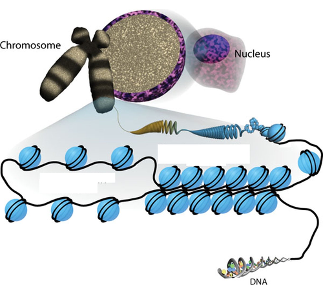 <p>DNA + protein (histones)</p>