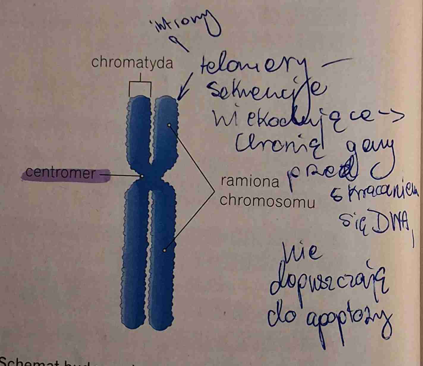 <ul><li><p>chromosom metafazowy jest zbudowany z dwóch chromaty dramin chromosomu oraz centromeru</p></li></ul>