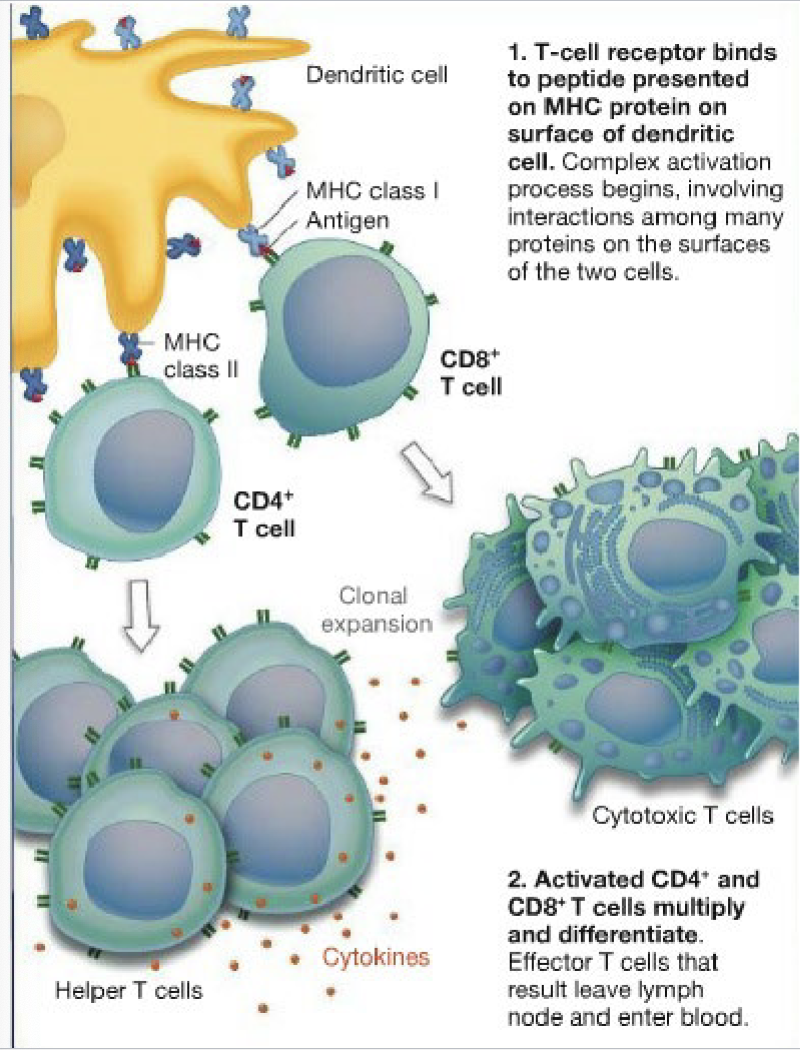 <ul><li><p>ONE TYPE OF T-CELL (OUT OF 2×10^12 TYPES) RECOGNIZES MHC-PRESENTED PEPTIDE AND ACTIVATES</p></li><li><p>CLONAL EXPANSION OF SPECIFIC T-CELL AND HELPER T-CELLS</p></li><li><p>THAT ONE TYPE OF T-CELL, OUT OF 2×10^12 TYPES, UNDERGOES MITOSIS</p></li></ul><p></p>
