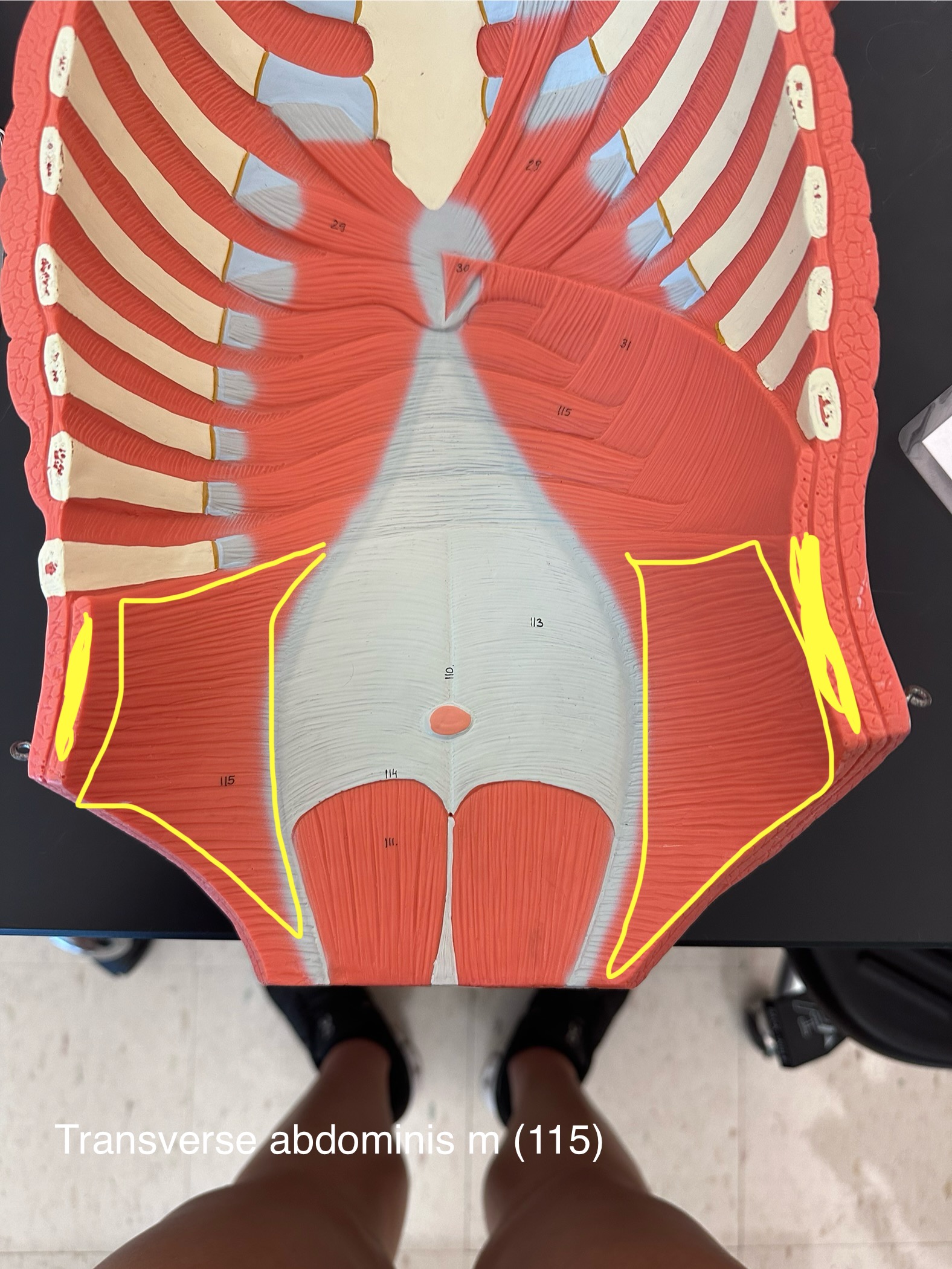 <p>Transverse abdominis muscle</p>
