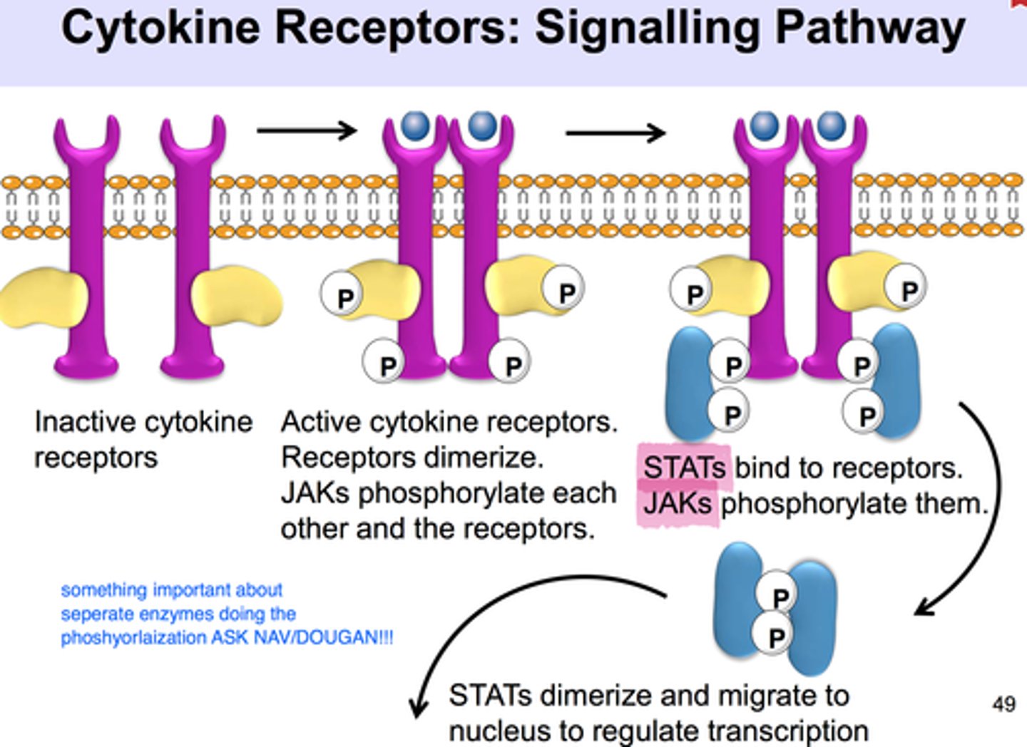 <p>it inhibits further downstream activation that is responsible for gene regulation, apoptosis, and most important cell division; limits immune cell activation</p>