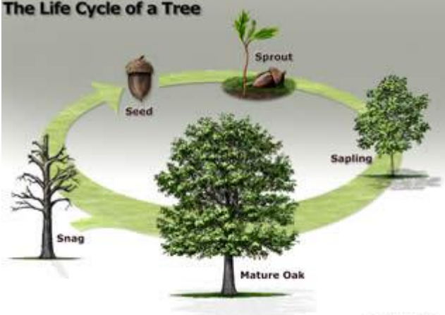<p>Seed → Sprout → Sapling → Mature → Mature Oak → Snag</p>