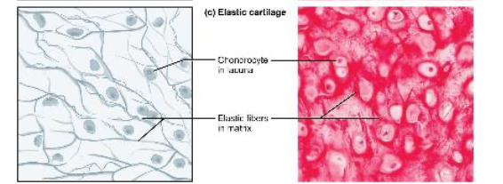 <p>Provides firm but elastic support.</p><p><span><span>Chondrocytes and little dark "threads" in the matrix</span></span></p>