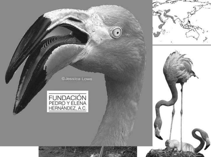 <p>Orden Phoenicoptera</p>