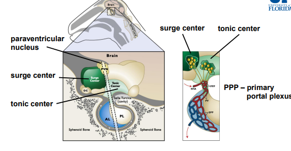 <p>The surge center is specific to the ________</p>