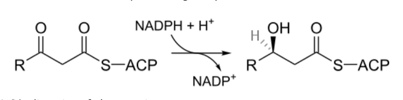 <p>Which molecule is the reductant in the forward direction of this reaction? </p>