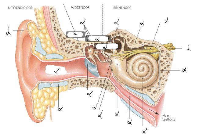 <p>anatomische structuren perifere audititieve systeem</p>