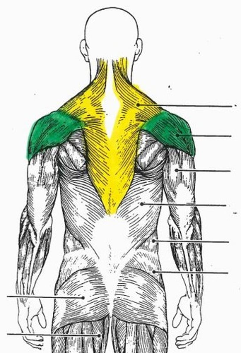 <p>green muscle</p>