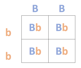 <p><span>a breeding experiment that determines an organism's genotype</span></p>
