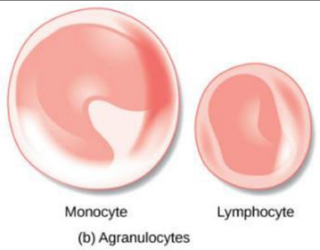 <p>agranular leukocytes </p>