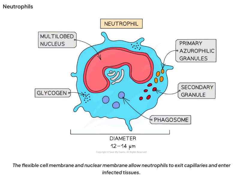 <p>- <strong>Role</strong>: Immune response- destroy pathogens by phagocytosis &amp; secretion of enzymes.</p><p>- <strong>Adaptations</strong>:</p><p>- Multi-lobed nucleus due to flexible nuclear membrane→ squeeze through small gaps to infection sites.</p><p>- Granular cytoplasm → contains many lysosomes with digestive enzymes to destroy pathogens.</p><p>-flexibility allows them to engulf and squeeze through capillaries</p><p>-many lysozymes destroy invading cell</p><p>- <strong>Size</strong>: ~10–14 μm.</p>