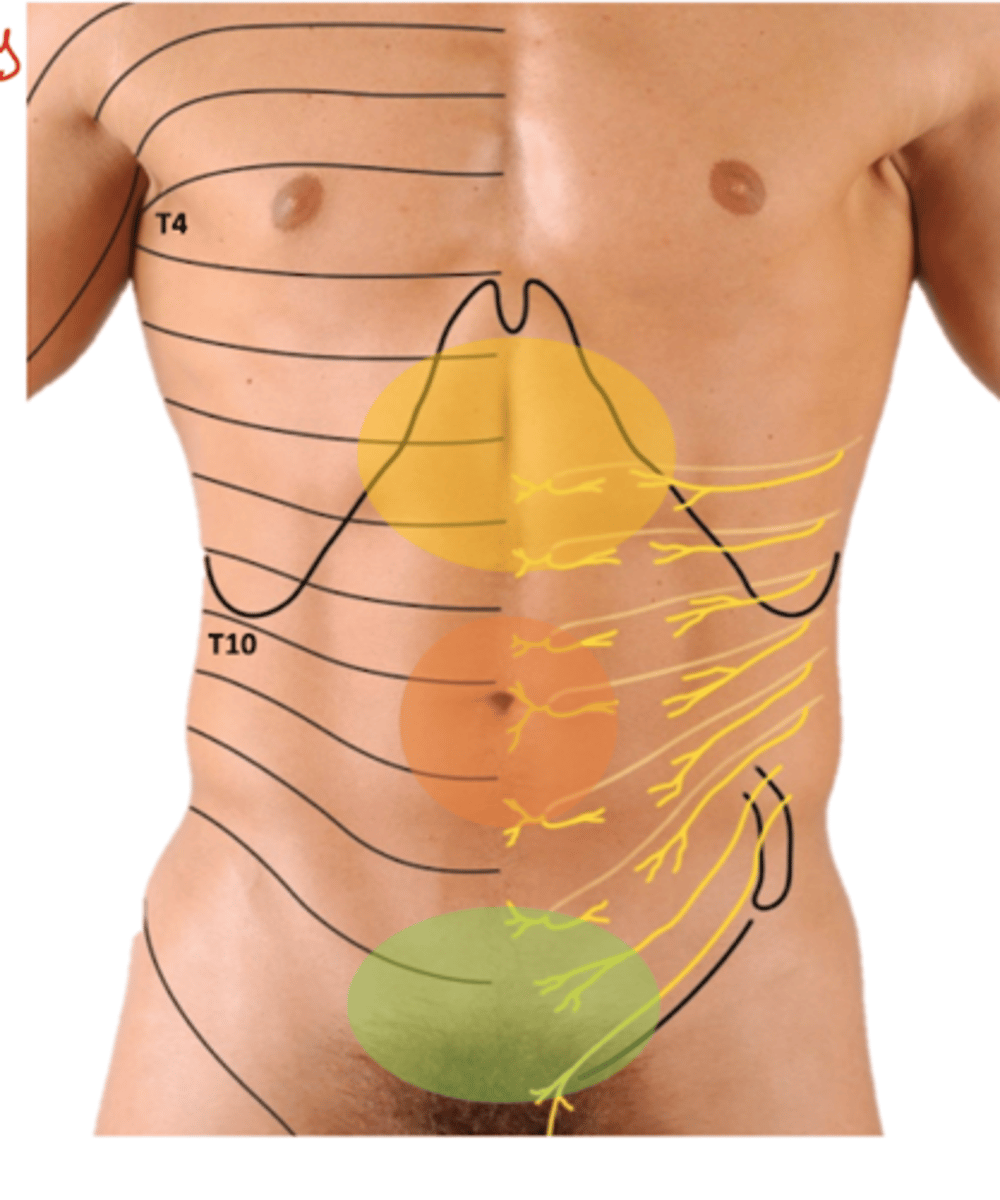 <p>-Enteric Reflex loops</p><p>-follow symp and parasymp pathways back to spinal cord</p><p>--synapse in same region as somatic sensory</p><p>Referred pain: visceral pain felt as somatic pain in body wall</p><p>-Foregut: epigastric</p><p>-Midgut: peri-umbilical</p><p>-Hingut: hypogastric</p>