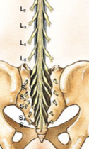 <p><span>"horse's tail", a fan of nerve fibers below the spinal cord</span></p>
