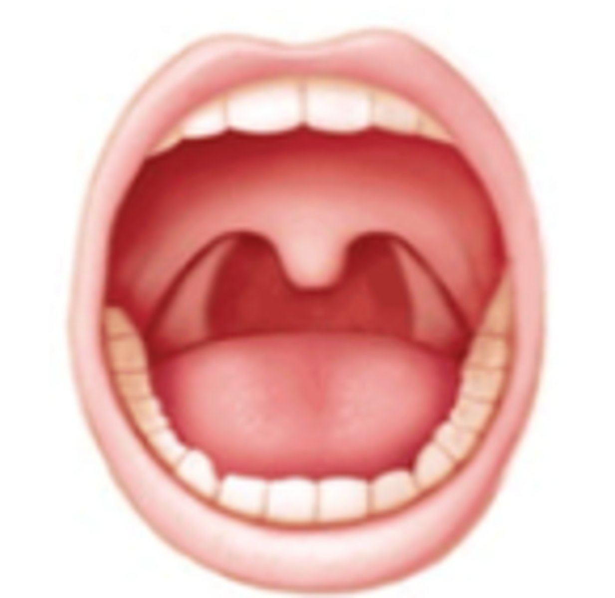 <p>Brodsky:</p><p>Surgically removed tonsils</p>