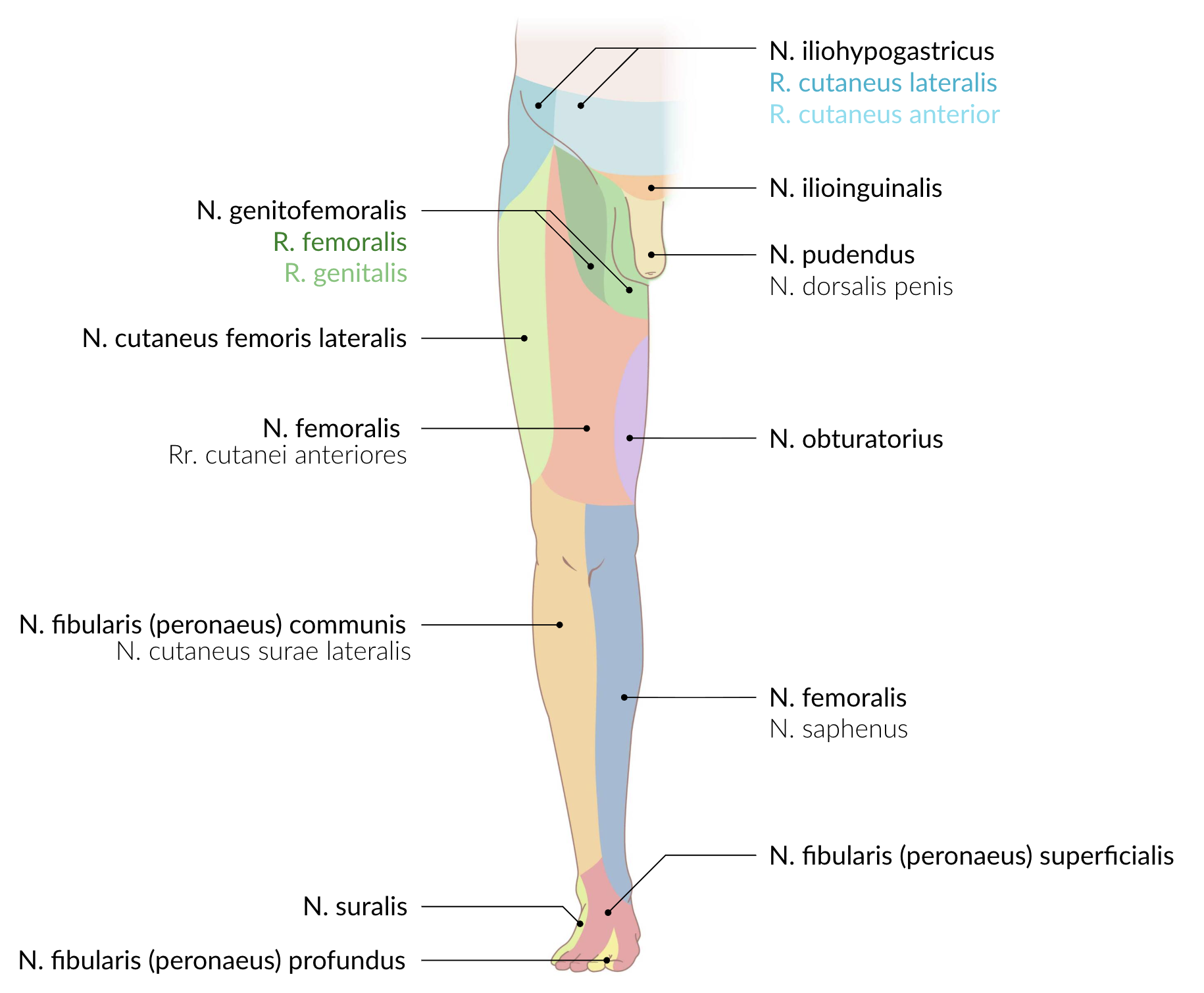 <p>C. Right obturator nerve</p>