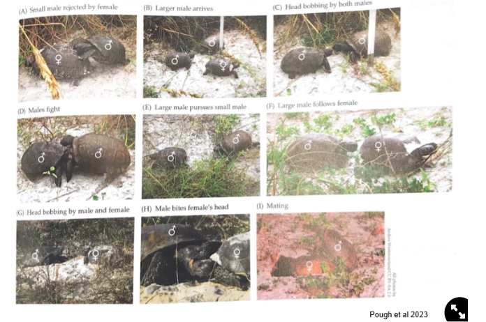 <ul><li><p>males have to mount the females, can be kicked off</p></li><li><p>bobbing→ signal to work out who is who</p></li><li><p>male hooks tail underneath female</p></li><li><p>both have a <strong>cloaca</strong>→ reproductive opening that also excretes waste</p></li></ul>