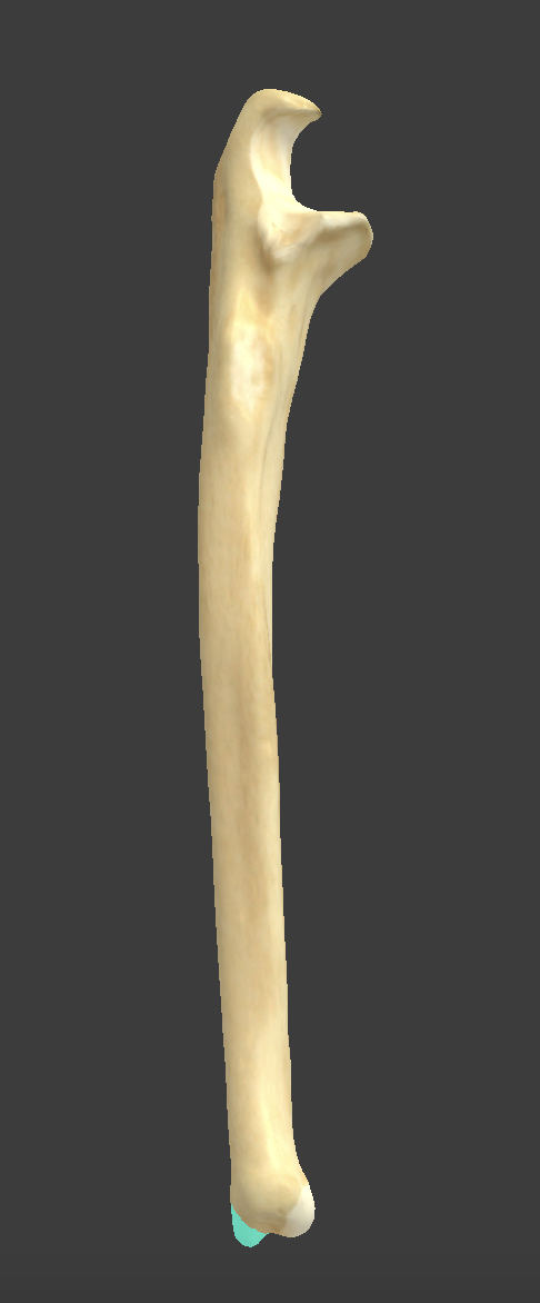 <p>Name and bone&nbsp;</p>