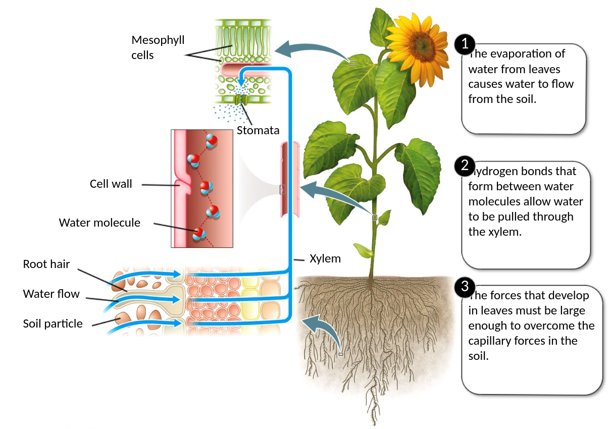 <p>movement of water from the roots to the shoots</p><ul><li><p>hydrogen bonds between water molecules allow water to be pulled through the xylem; evaporate sucking force (water molecules evaporate to make room for more)</p><ul><li><p>this force must be stronger than the force of the capillaries in the soil </p></li></ul></li><li><p>transpiration can be disrupted by:</p><ul><li><p>collapse</p></li><li><p>cavitation (due to air leaks)</p></li><li><p>cavitation (due to freeze and thaw)</p></li></ul></li></ul>