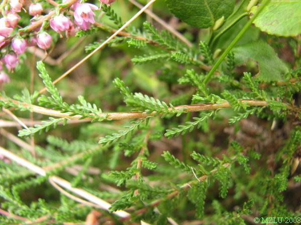 <p><span>vřes obecný</span></p>