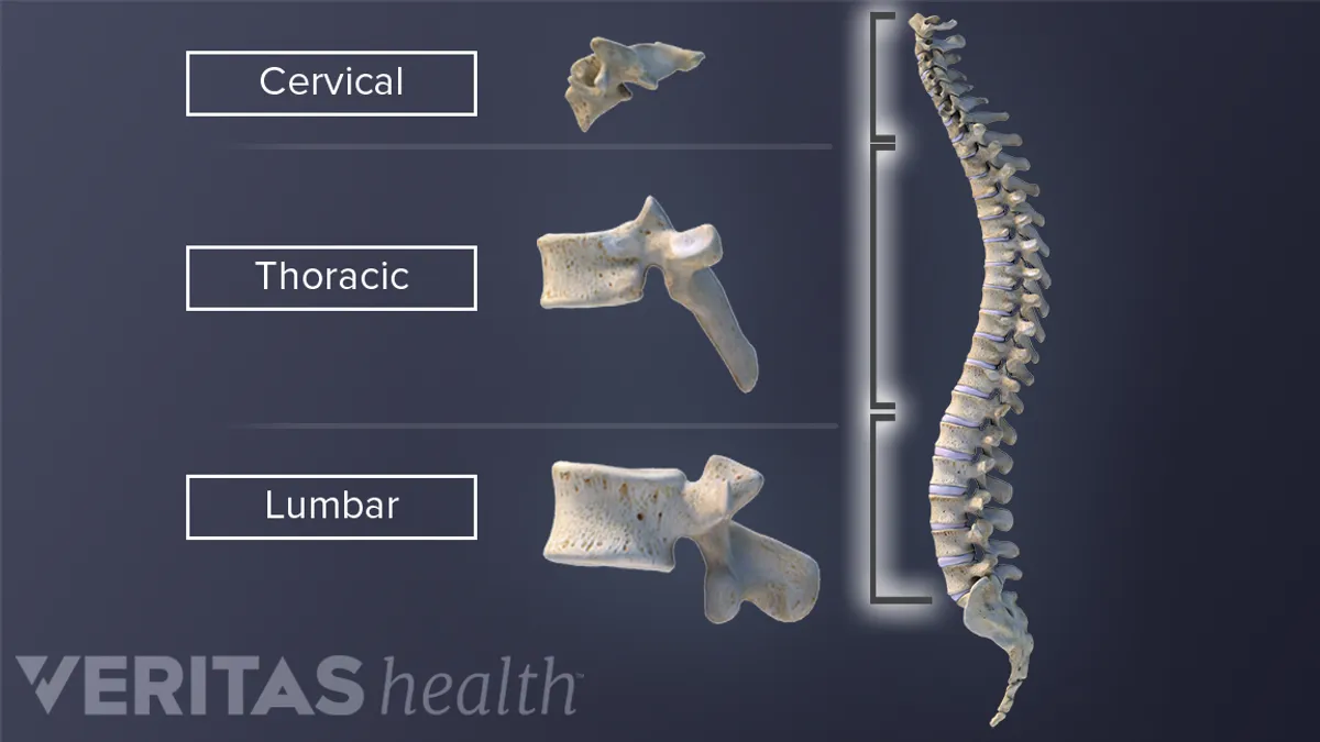 <p>The bones that make up the vertebral column</p>