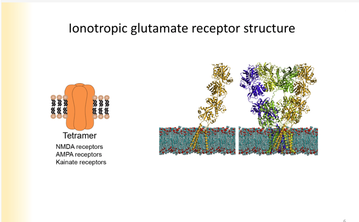 <p>Tetramers - 4 subunits to them</p><p>extracelluarly- 2 layers of globs</p><p>clamshell type structures with binding sites within them</p><p>EC portion- has NT binding sites and places where modifying agents can bind to them</p><p>NMDA, AMPA and kainate- receptors are ALSO activated by these compounds </p>