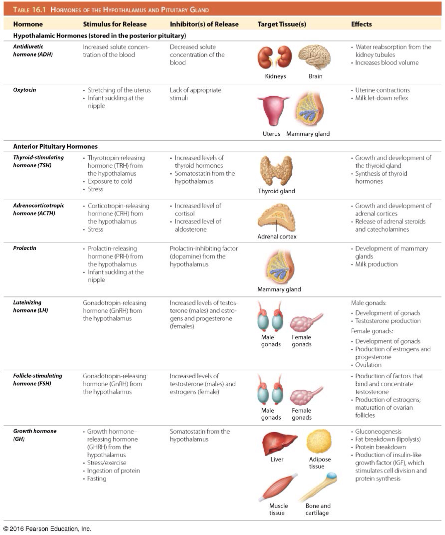 <p>Hypothalamic thyrotropin-releasing hormone (TRH)</p>