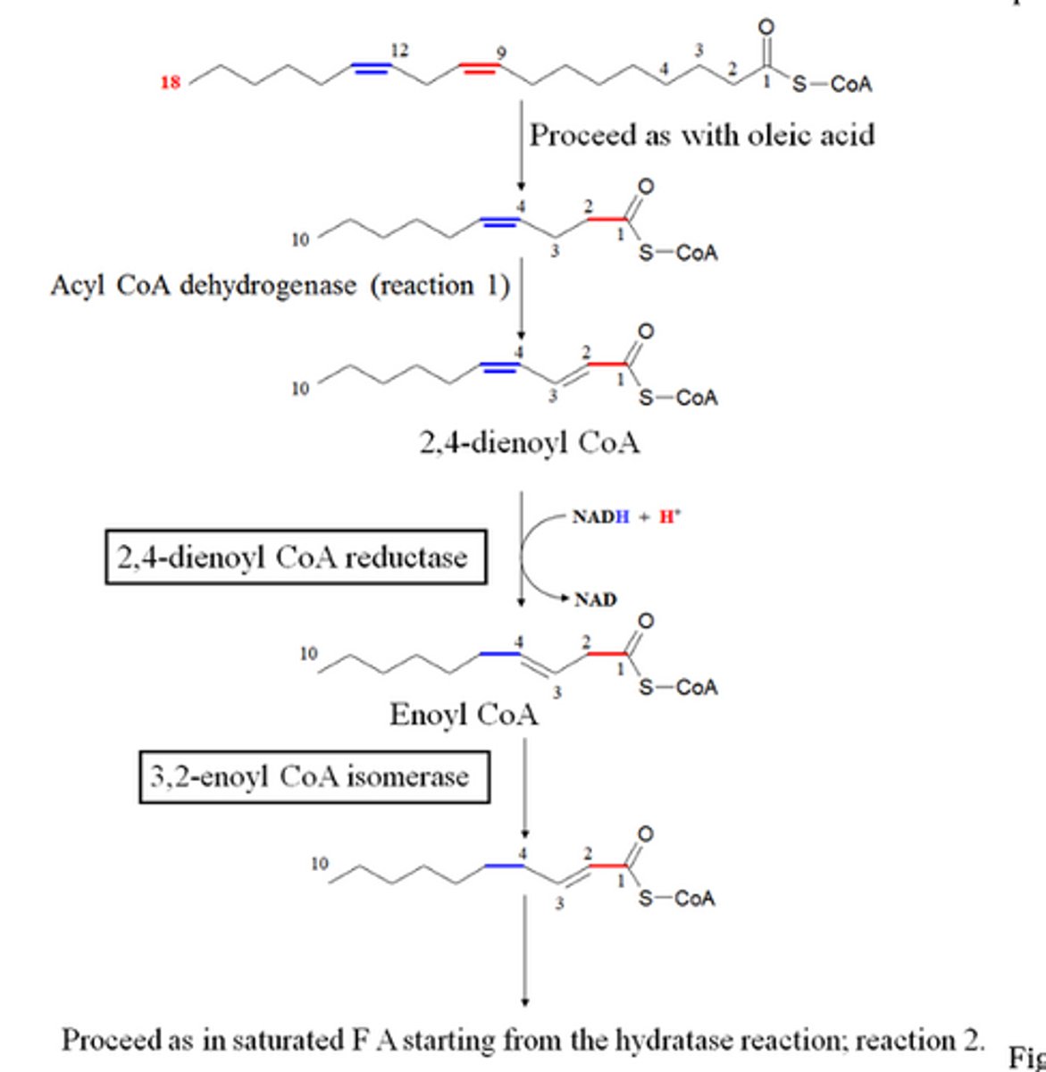 <p>What does reaction 1 get catalyzed by?</p>