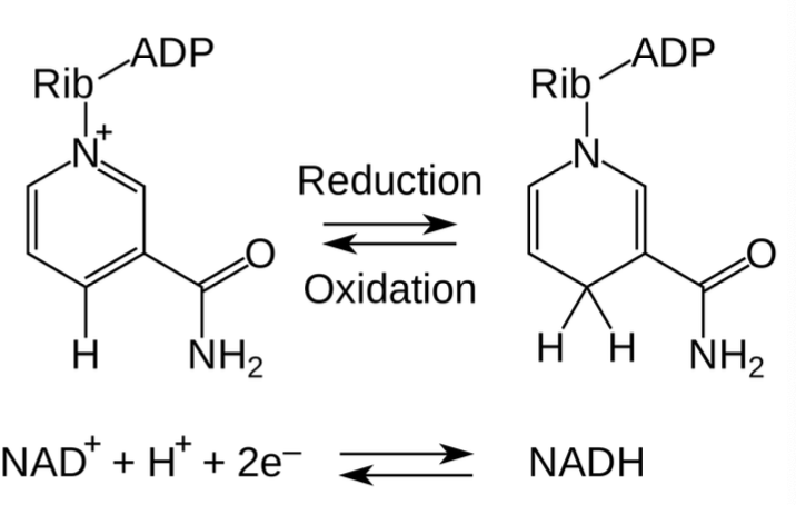 <p>How does nicotinamide adenine dinucleotide (NAD+) work?</p>