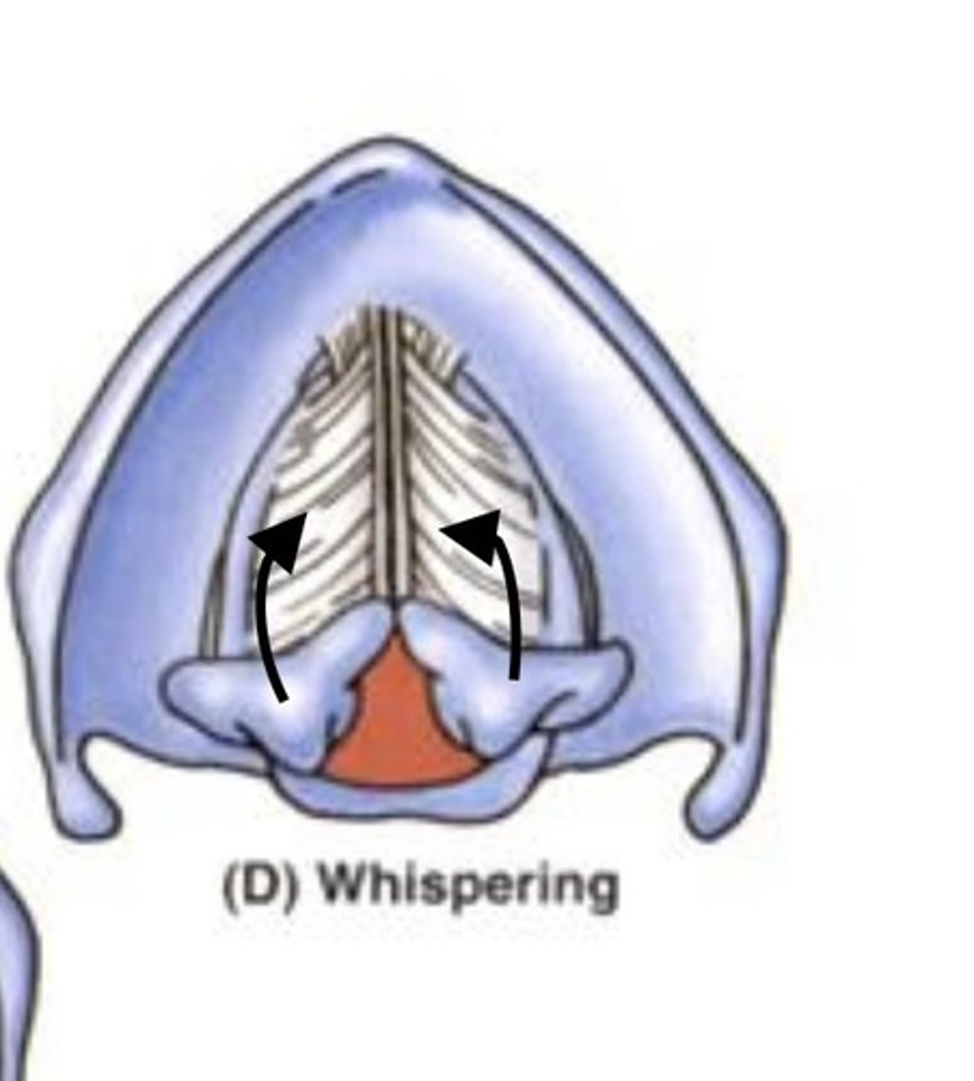 <p><strong>False</strong> ==&gt; Vocal cords are fully adducted when whispering but the posterior portion of the arytenoid cartilage is abducted (positioned away from each other) --&gt; creates opening of rima glottidis behind the arytenoid cartilage --&gt; air still able to pass thru--&gt; produces sound w/o a tone = whisper </p>