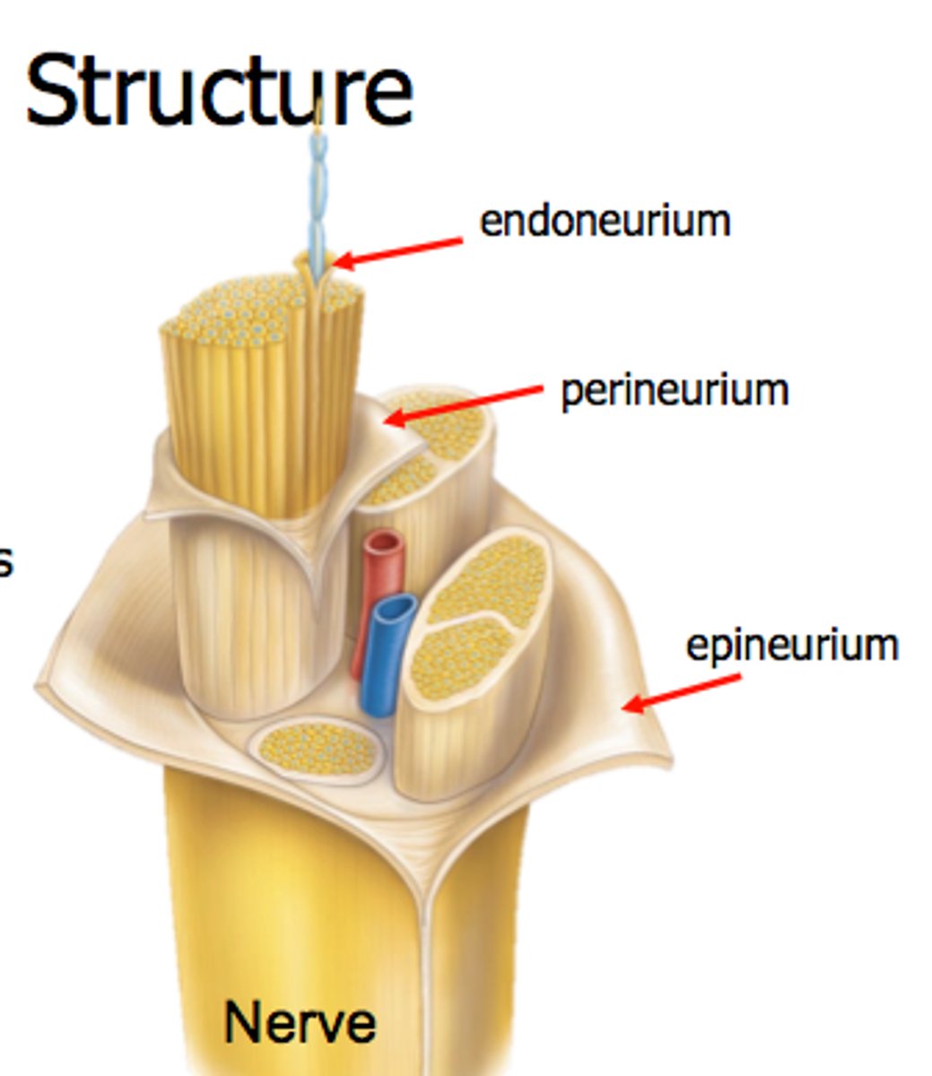 <p>Surrounds the entire nerve</p>