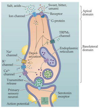 <p>The taste receptor is a sensory cell not a neuron</p><ul><li><p><span>Forms synapses with the first order sensory neuron</span></p></li><li><p><span>Either a GCPR or a chemically gated ion channel</span></p></li></ul><p>Salt/acids:</p><ul><li><p><span>Activate ligand gated ion channel</span></p></li></ul><p>Sweet, bitter, umami:</p><ul><li><p><span>Activate second messenger system (GCPR)</span></p></li></ul><p></p>