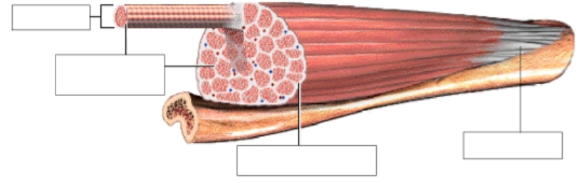 <p>The connective tissue which immediately surrounds a muscle is called ________ and the connective tissue around the fascicles is called ________</p>