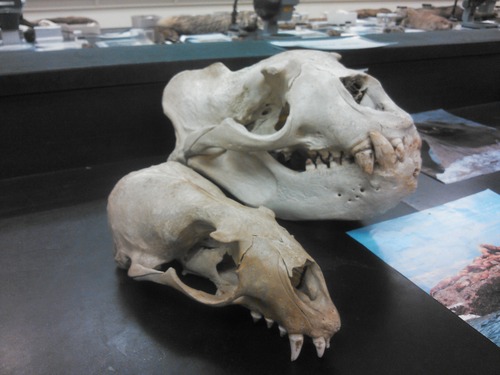 What animal does this skull belong to?